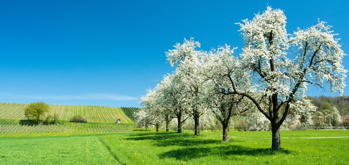 2020-08_Apple orchard_canstockphoto59256437_720x340