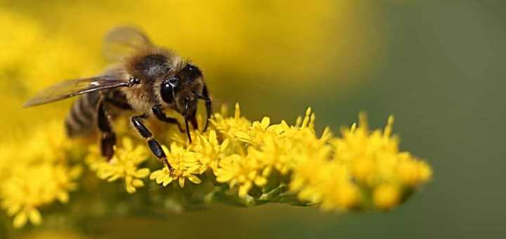 2022-08_Honeybee_PIXNIO-330681_720x340