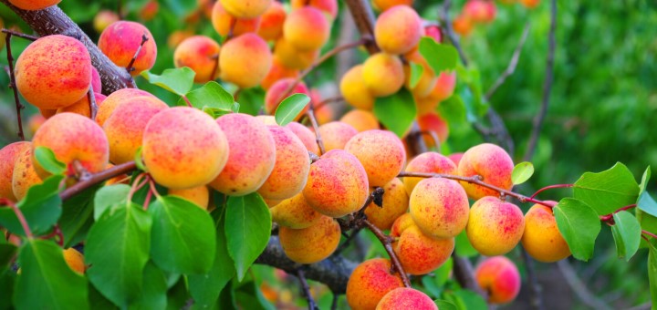 Infos pratiques sur la protection phytosanitaire dans l’arboriculture 2024 parues