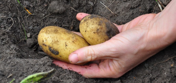 2023-08_Kartoffeln_canstockphoto2399535_720x340
