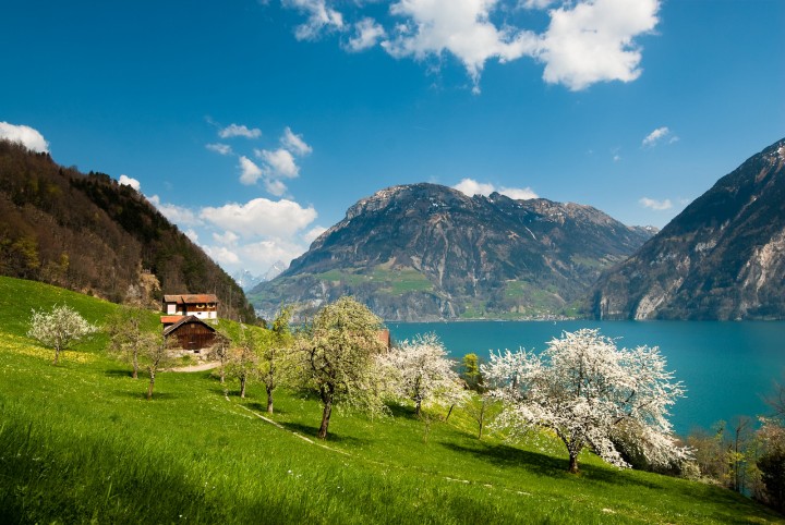 Arbres fruitiers (canstockphoto1857849)